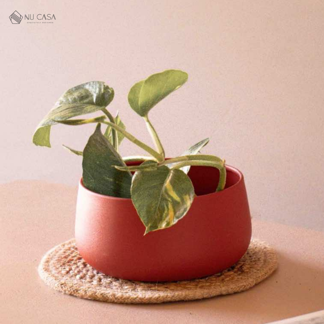 Desk Planter
