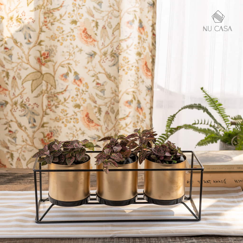 Shop Planter box set flower pot indoor decoration home decor best price in india