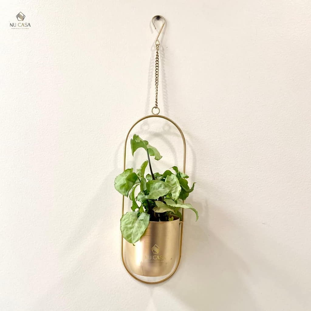 rubber plants indoor Rubber Plant